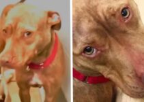 Tiende su propia cama un perrito que busca una familia que lo adopte
