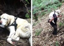 Después de 8 días desaparecida, pudieron salvar a esta perrita ciega en el bosque.