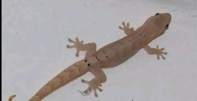 ¿Piensas que los geckos son peligrosos? esta es la respuesta.