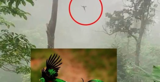 El pájaro quetzal considerada sagrada en México es captada en video.