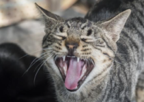 ¿Por qué los gatos son muy ruidosos en temporada de celo?