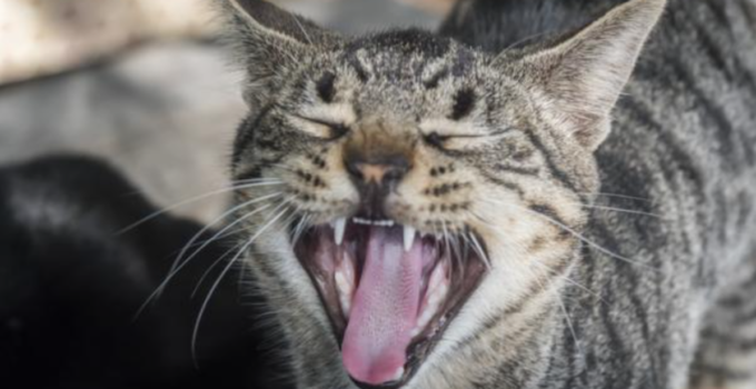 ¿Por qué los gatos son muy ruidosos en temporada de celo?